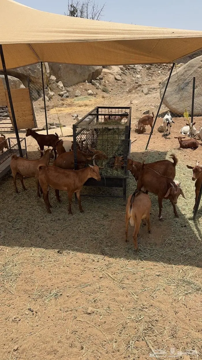 للبيع تيوس ذبايح 3