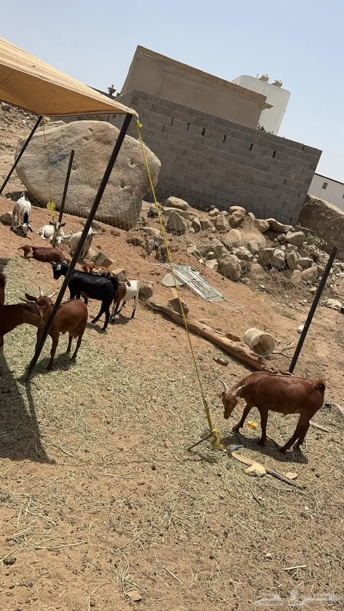 للبيع تيوس ذبايح 4