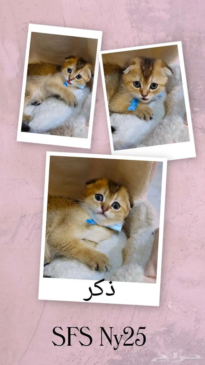 سكوتش فولد 1