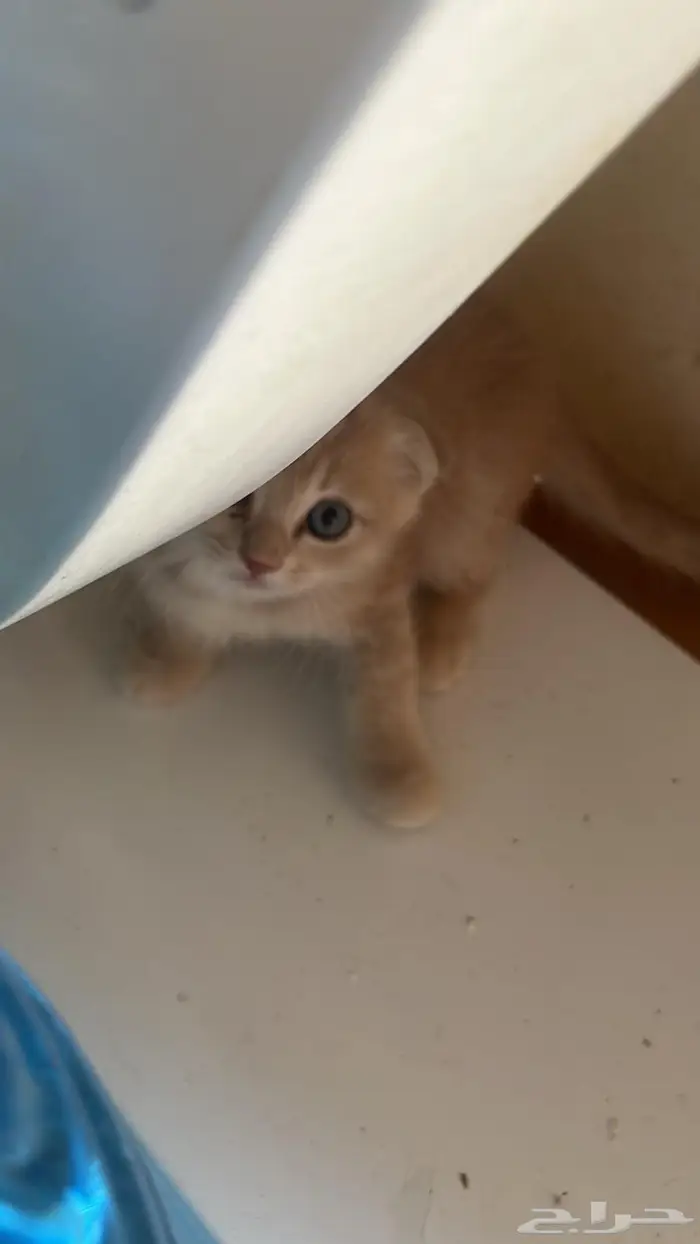 اربع قطط إيناث (للبيع) 3