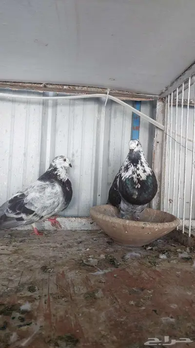 للبيع زوج نفاخ اسباني تم البييع 2
