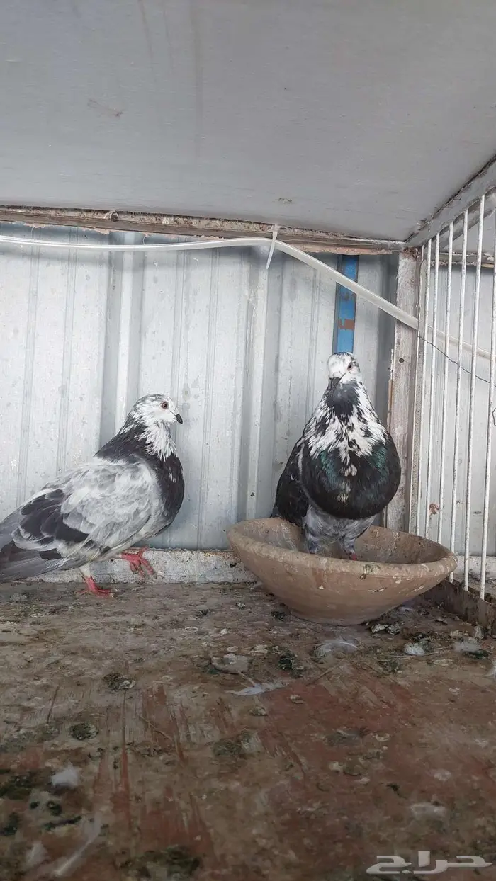 للبيع زوج نفاخ اسباني تم البييع 2