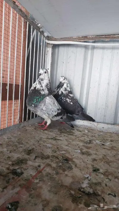 للبيع زوج نفاخ اسباني تم البييع 1