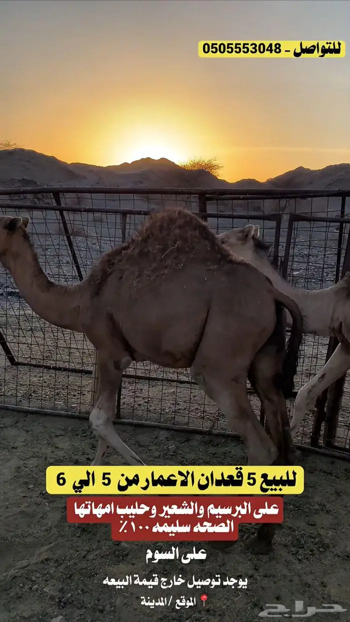 للبيع 5 قعدان الاعمار من 5 الي 6 0