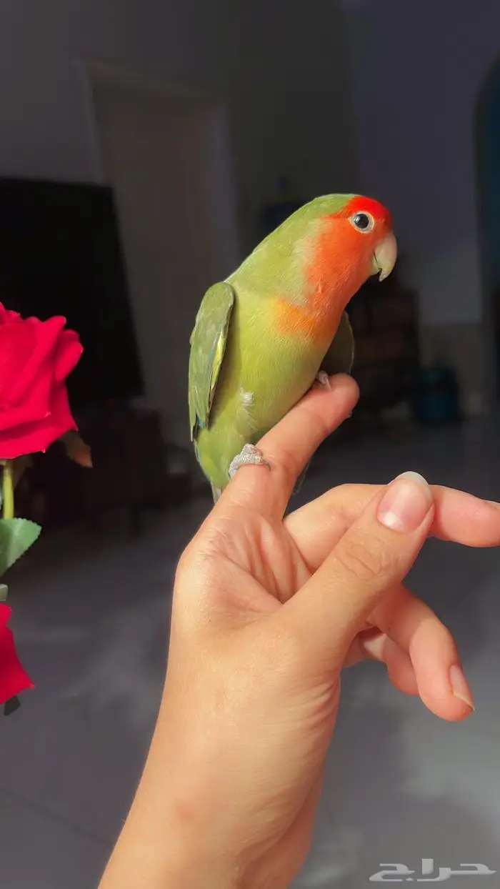 للبيع ببغاء الروز 4