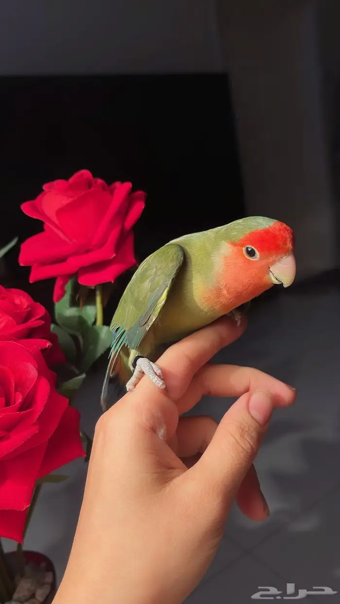 للبيع ببغاء الروز 3