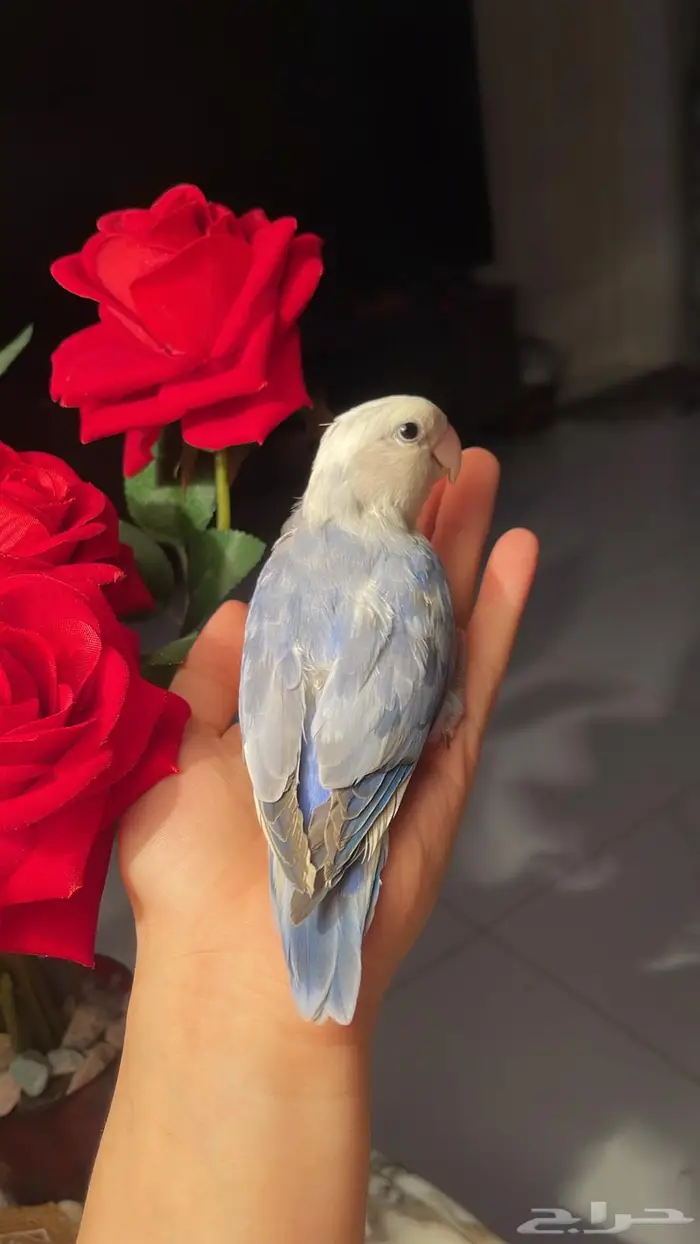 للبيع ببغاء الروز 10