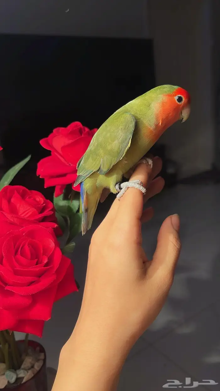 للبيع ببغاء الروز 2