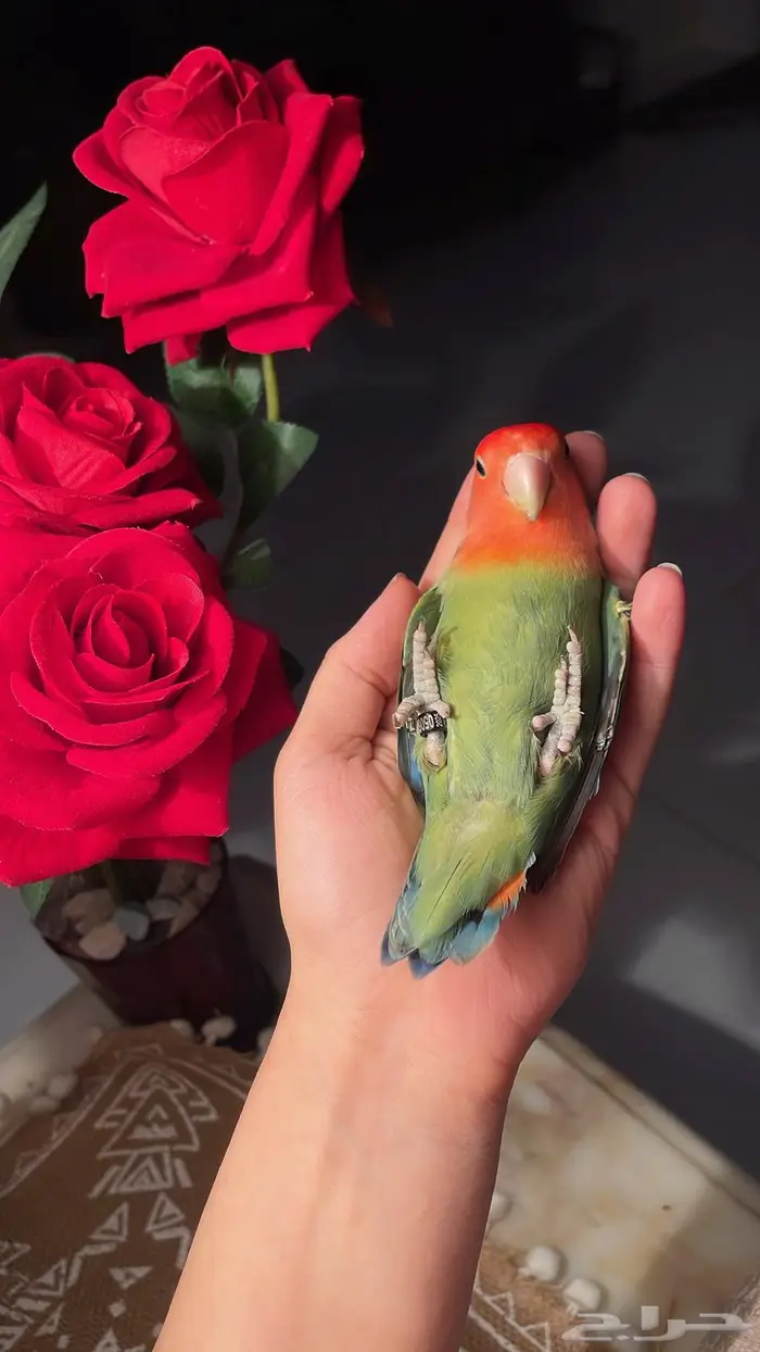 للبيع ببغاء الروز 6