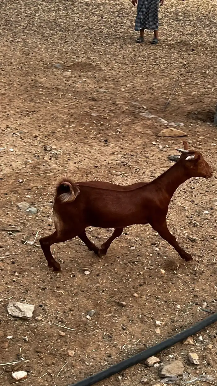 تيوسه بلدي على السوم 2