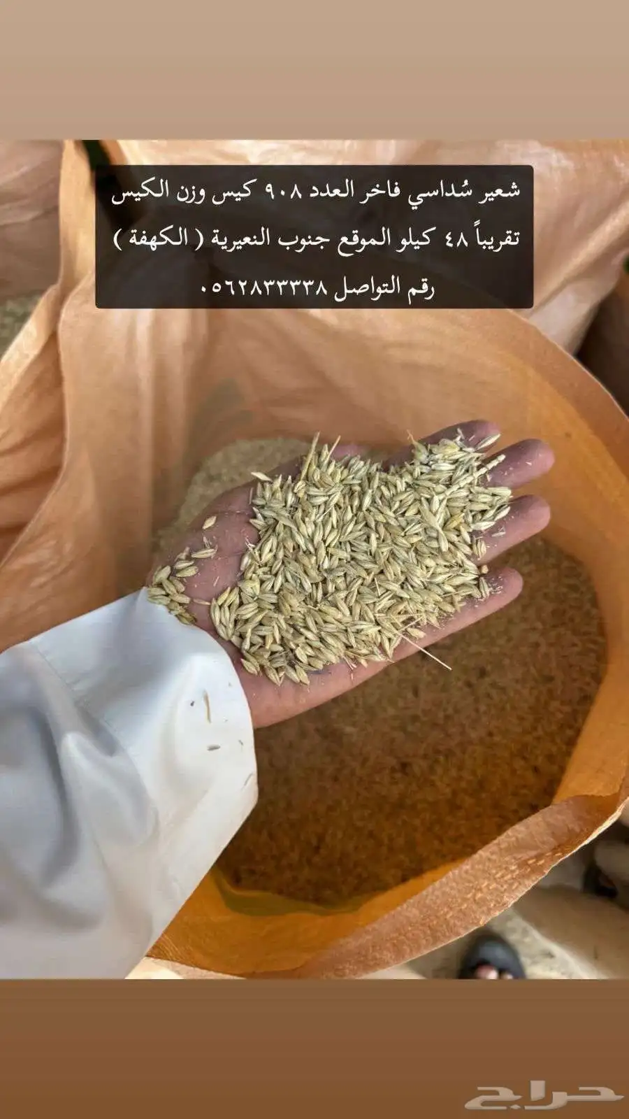 شعير للبيع 1