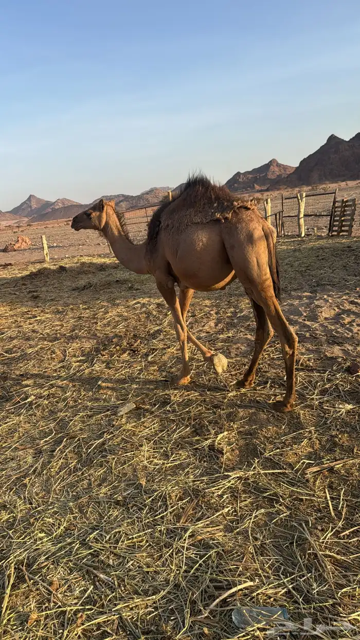 بكره 0