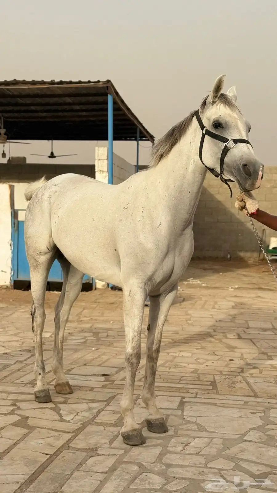 فرس للبيع 1
