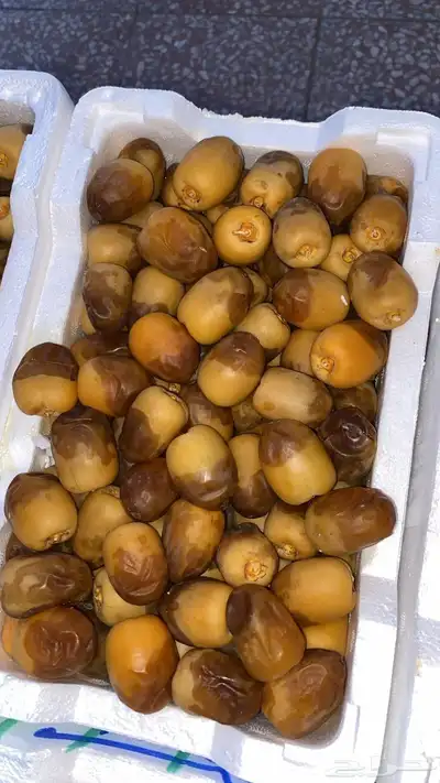 روثانه 1