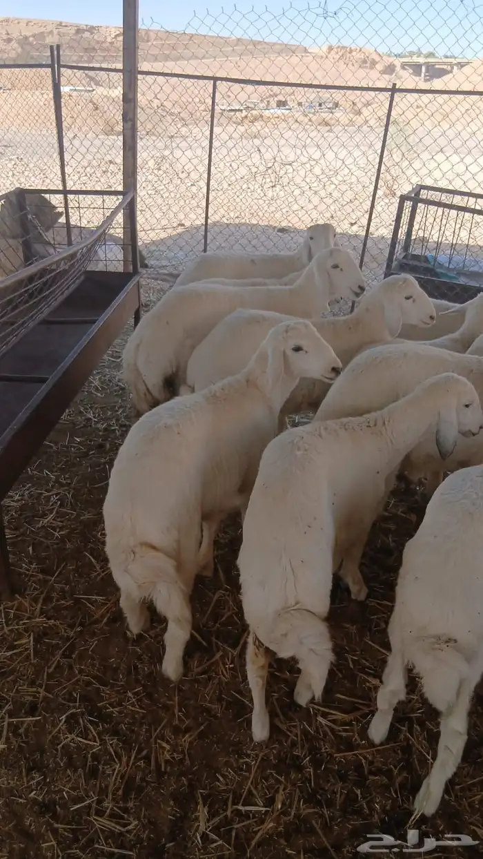 هرافى نعيم وحري تمارا 100 تقييم 6