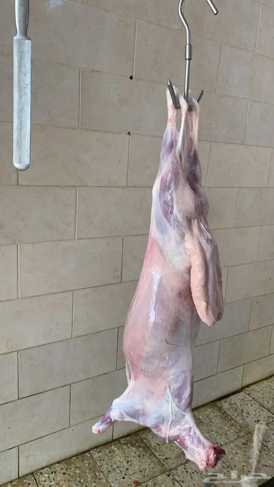 ذبايح القصيم 1
