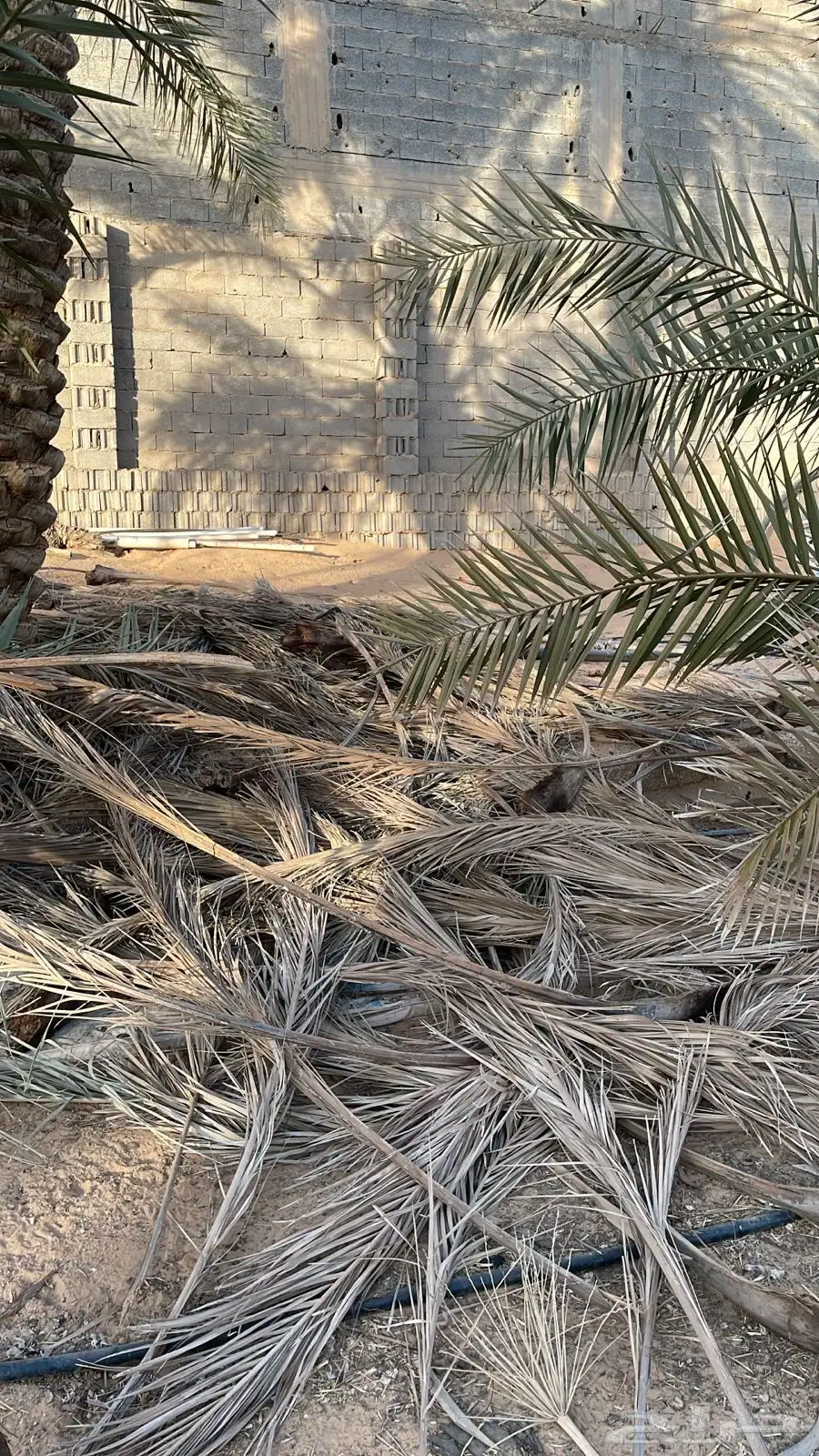 كوم سعاف 2