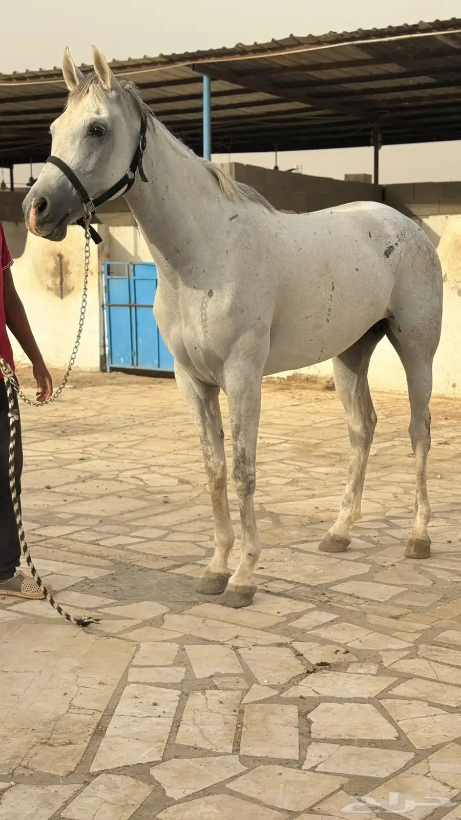 فرس للبيع 0