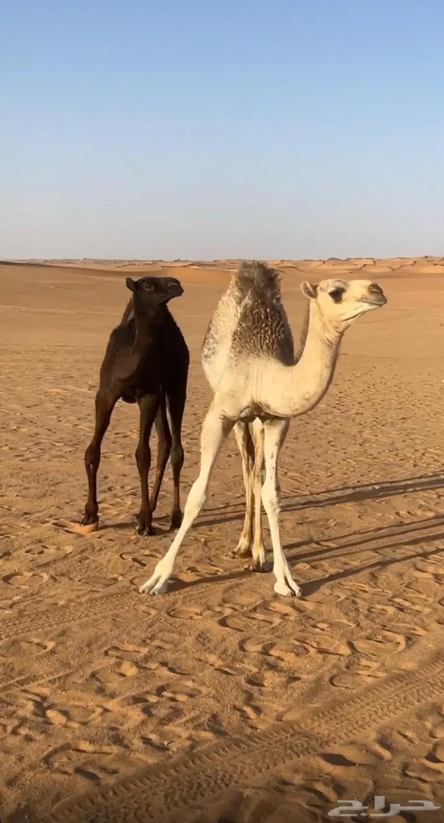 بكره شقحا سمين عمرها حول 6 اشهور 1