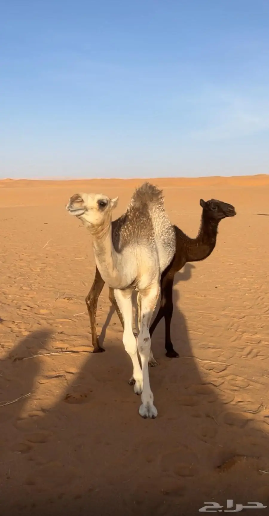 بكره شقحا سمين عمرها حول 6 اشهور 3