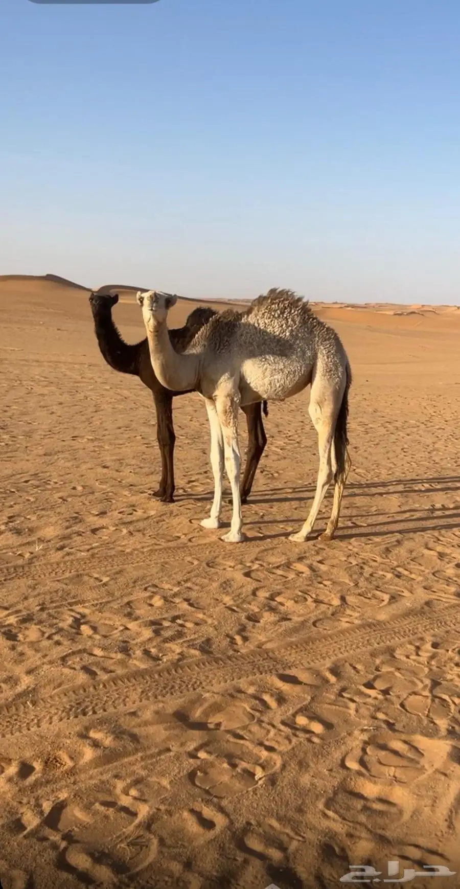 بكره شقحا سمين عمرها حول 6 اشهور 0