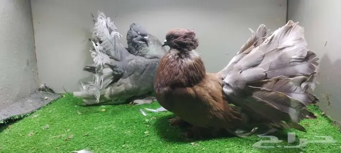 مجموعة حمام زينه 7