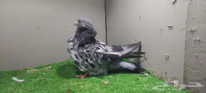 مجموعة حمام زينه 5