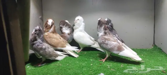 مجموعة حمام زينه 8