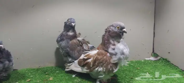 مجموعة حمام زينه 13
