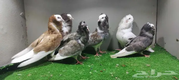 مجموعة حمام زينه 1