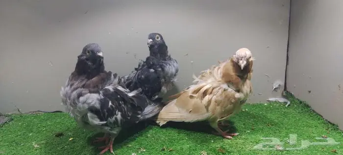 مجموعة حمام زينه 2