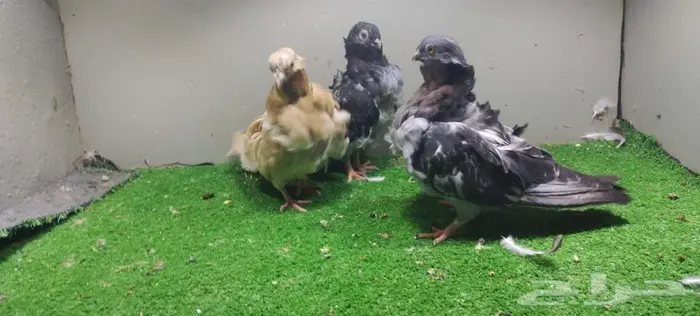 مجموعة حمام زينه 0