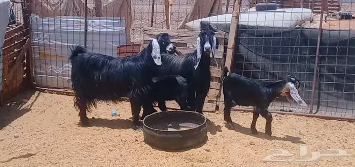 ( تم البيع ) عنزين عوارض ولد اصل وفواخر وبهمها كبار 11