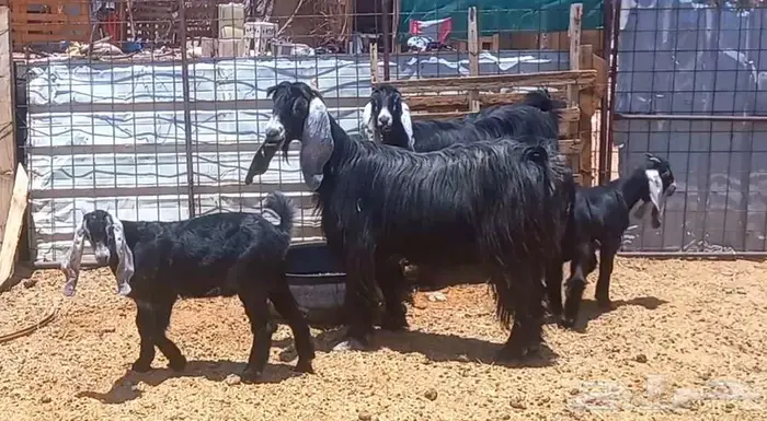 ( تم البيع ) عنزين عوارض ولد اصل وفواخر وبهمها كبار 21