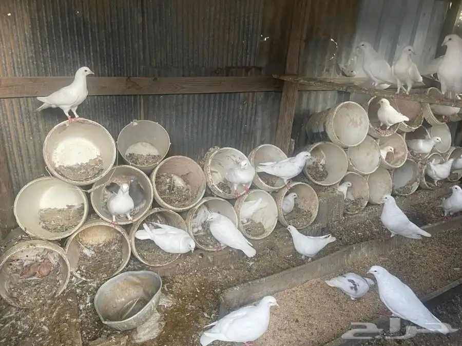 حمام فرنسي للبيع او البدل 1