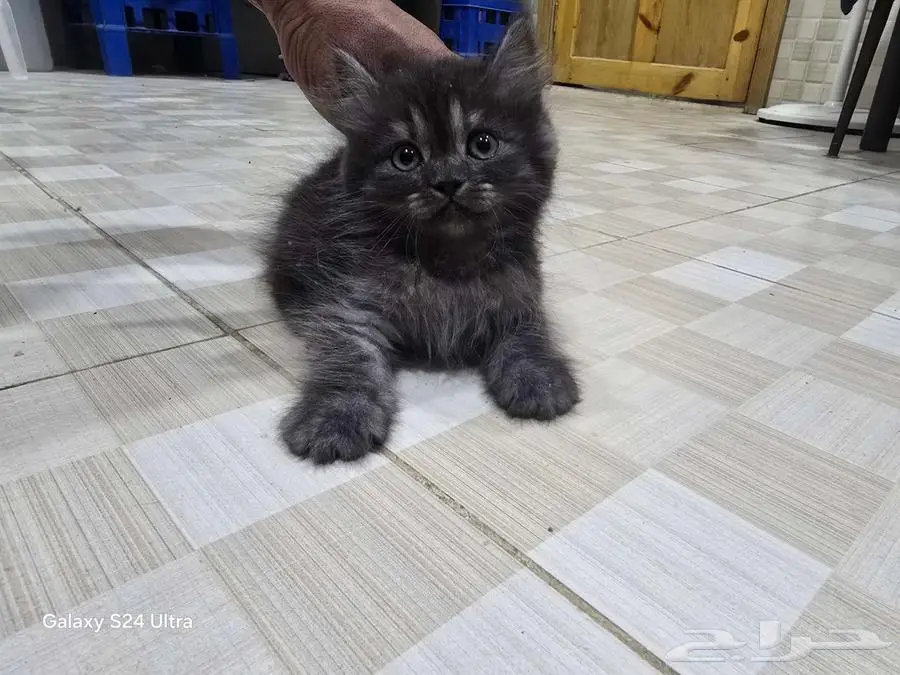قطط شيرازي 0