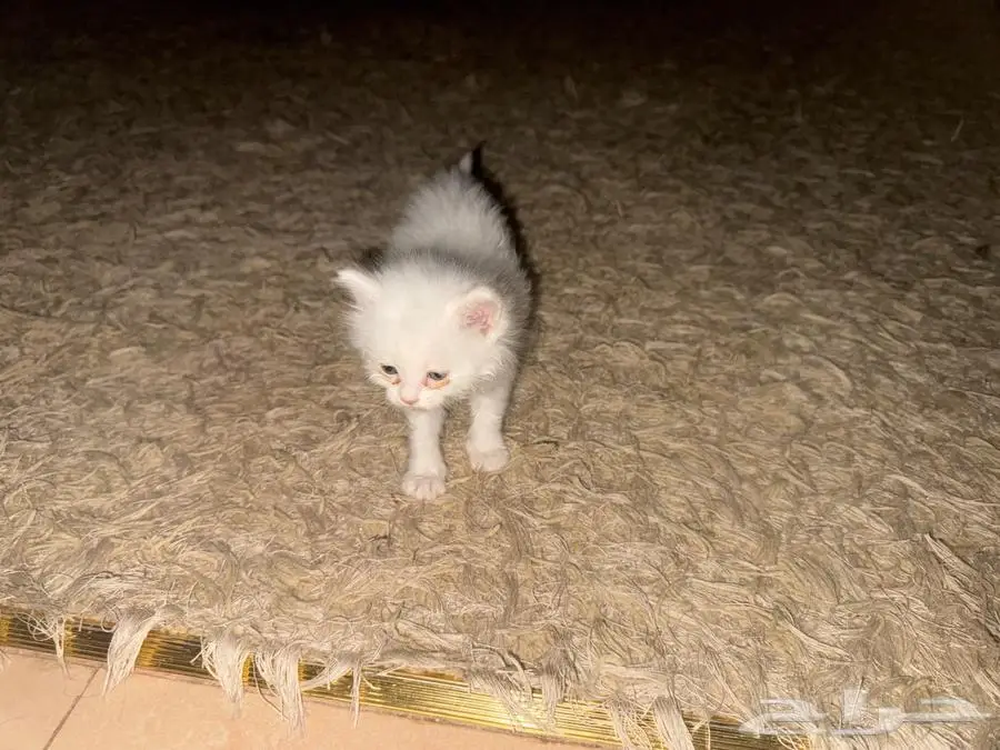 الخرج 0