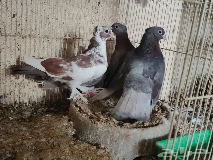 ازوج حمام صنعاوي الاحساء 0
