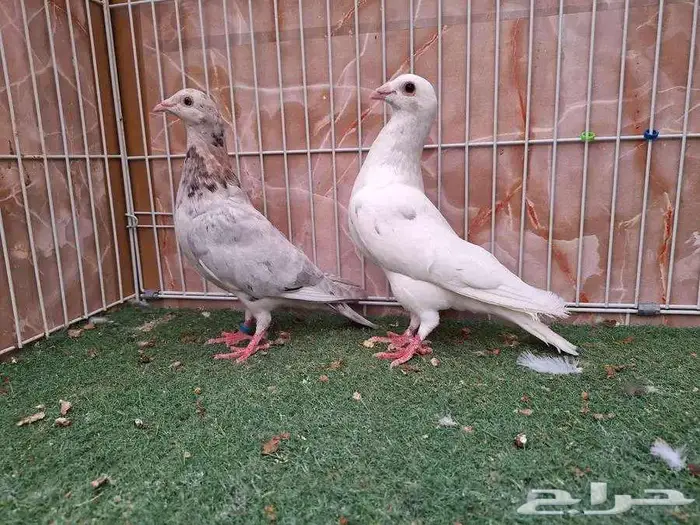 أربع أجواز زاجل المودات 3