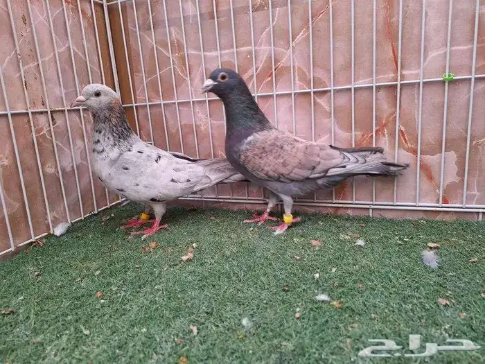 أربع أجواز زاجل المودات 0