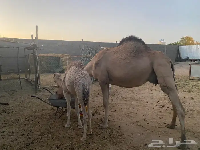 ناقه خلفه ساحليه سن سديس لبيع 2