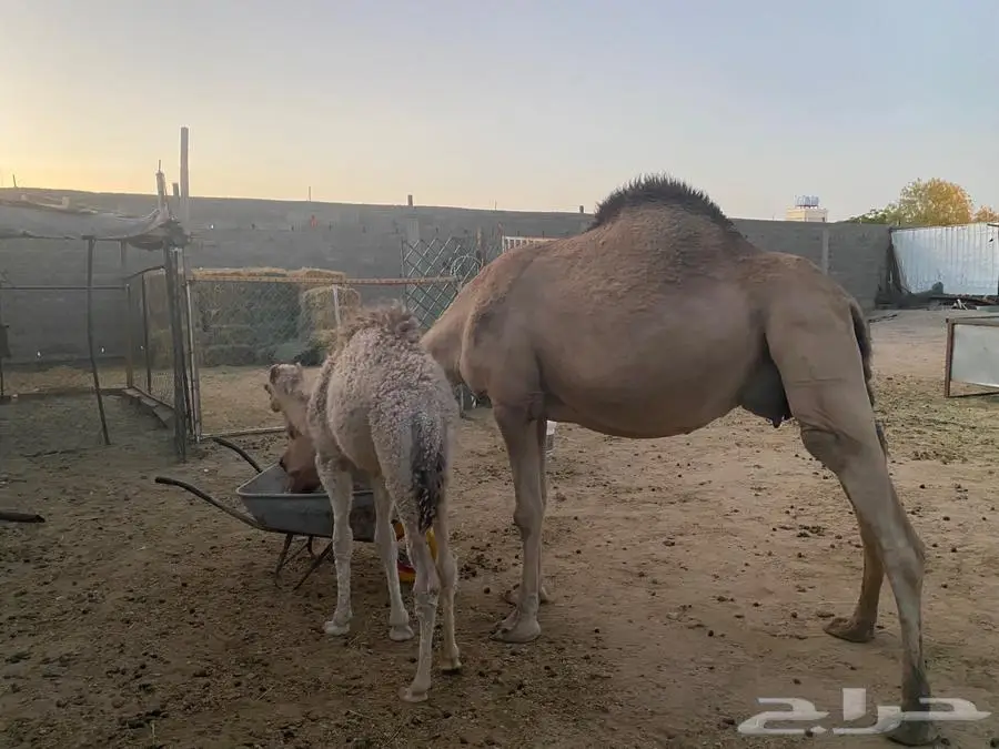 ناقه خلفه ساحليه سن سديس لبيع 2