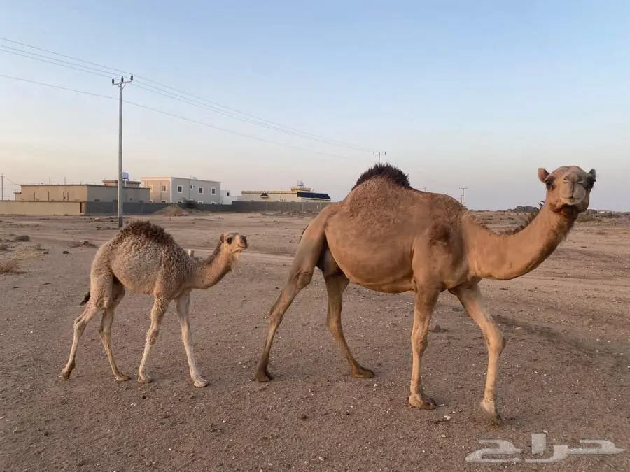 ناقه خلفه ساحليه سن سديس لبيع 3