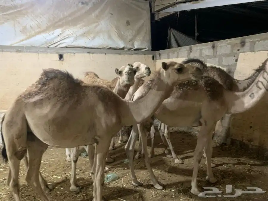 حاشي مناسبات 0
