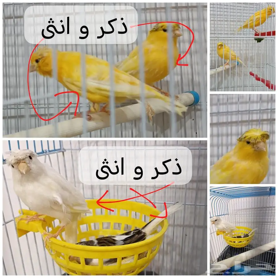 كنار سوري 0