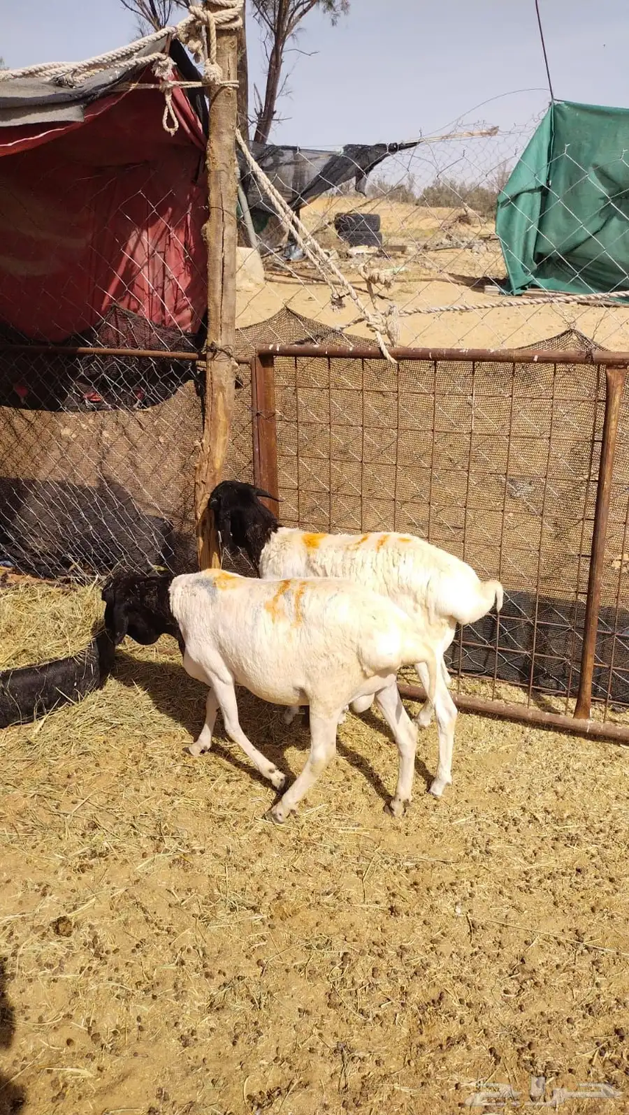 برابر 1
