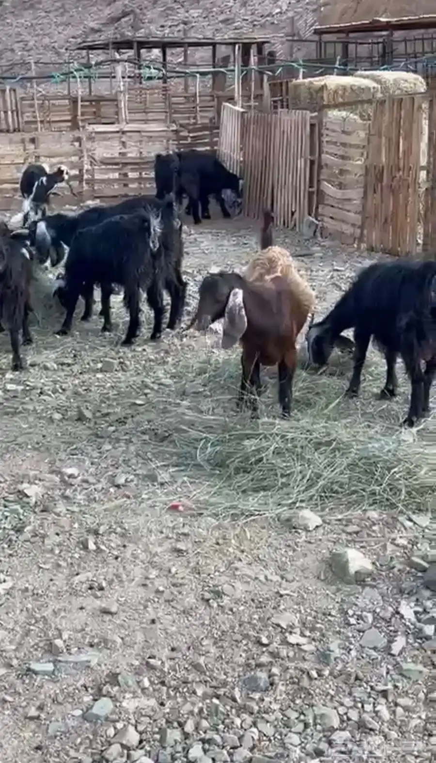 معزا للبيع 2