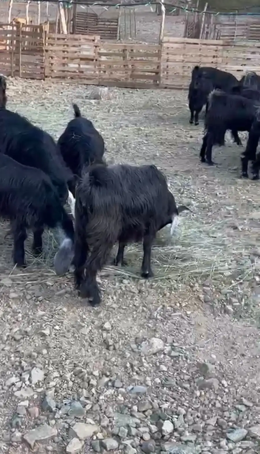 معزا للبيع 1