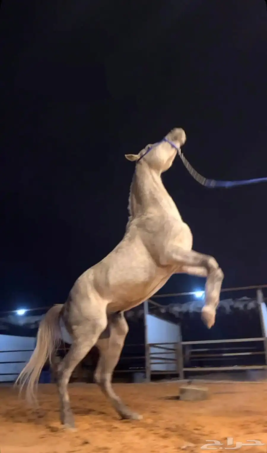 حصان شعبي وسبوق وطرب وكفو ماشاء الله 0
