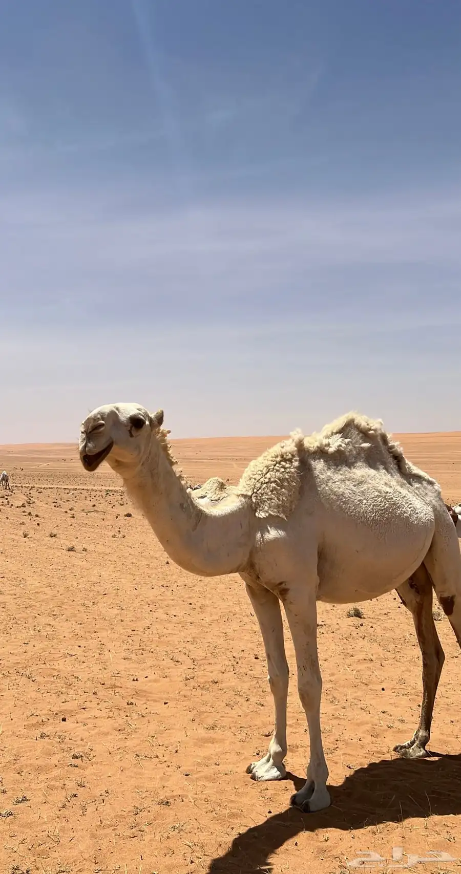 للبيع بكره رمانيه 0
